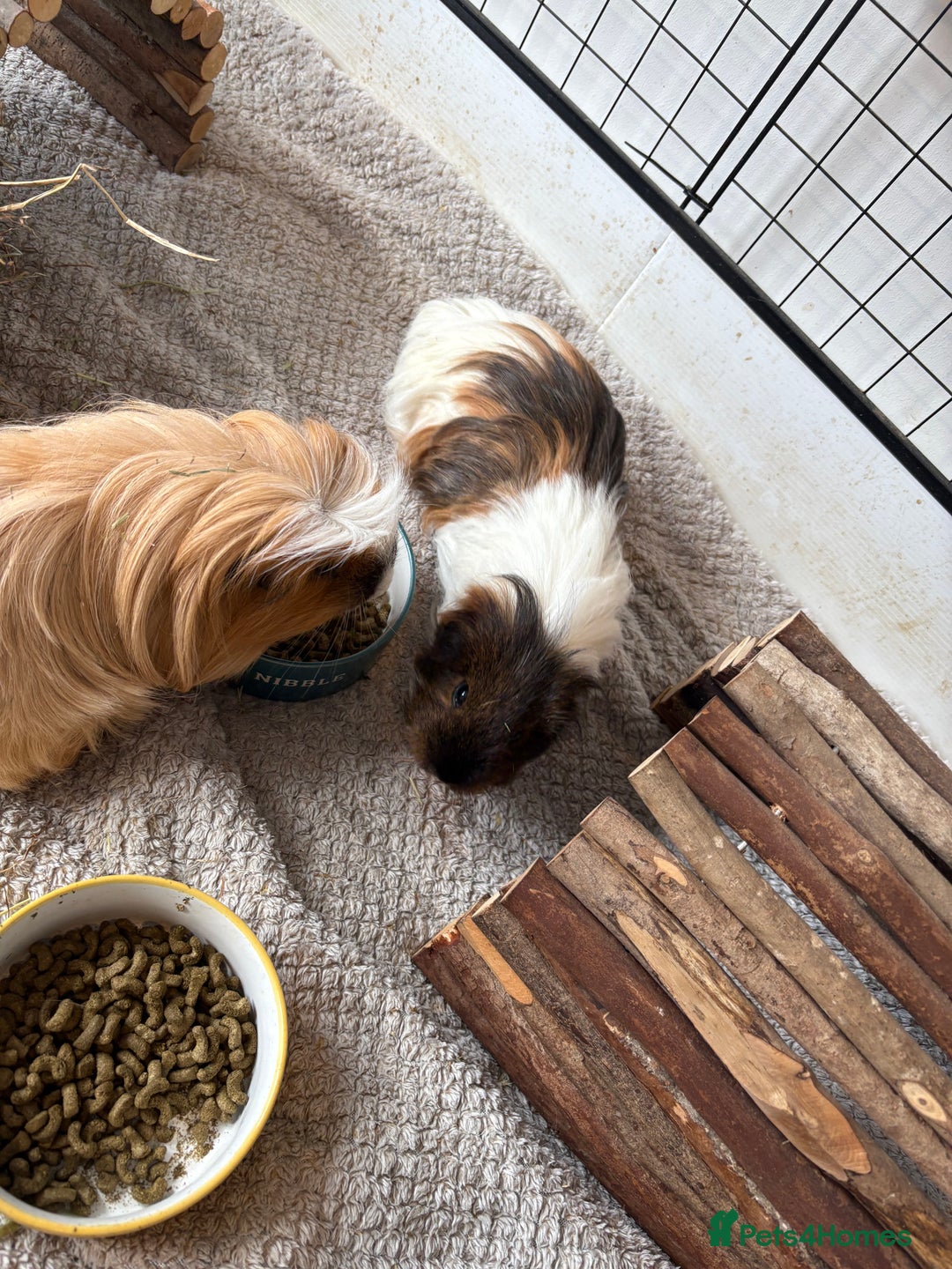 Guinea Pig rodents for sale: Male Guinea Pigs - Advert 7