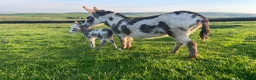 Donkey livestock for sale: Coloured Miniature Mediterranean Donkey - Advert 2