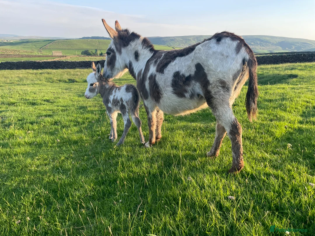Donkey livestock for sale: Coloured Miniature Mediterranean Donkey - Advert 2