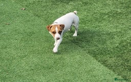 Jackapoo dogs for sale: 🐶 Rare-Coloured Jackapoo Puppies  - Image 13