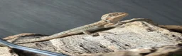 Bearded Dragon reptiles for sale: Baby Bearded Dragons  in Didcot - Advert 16