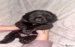 Chow Chow dogs for sale: Merle Chow Chow Pups 🐻 - Image 8