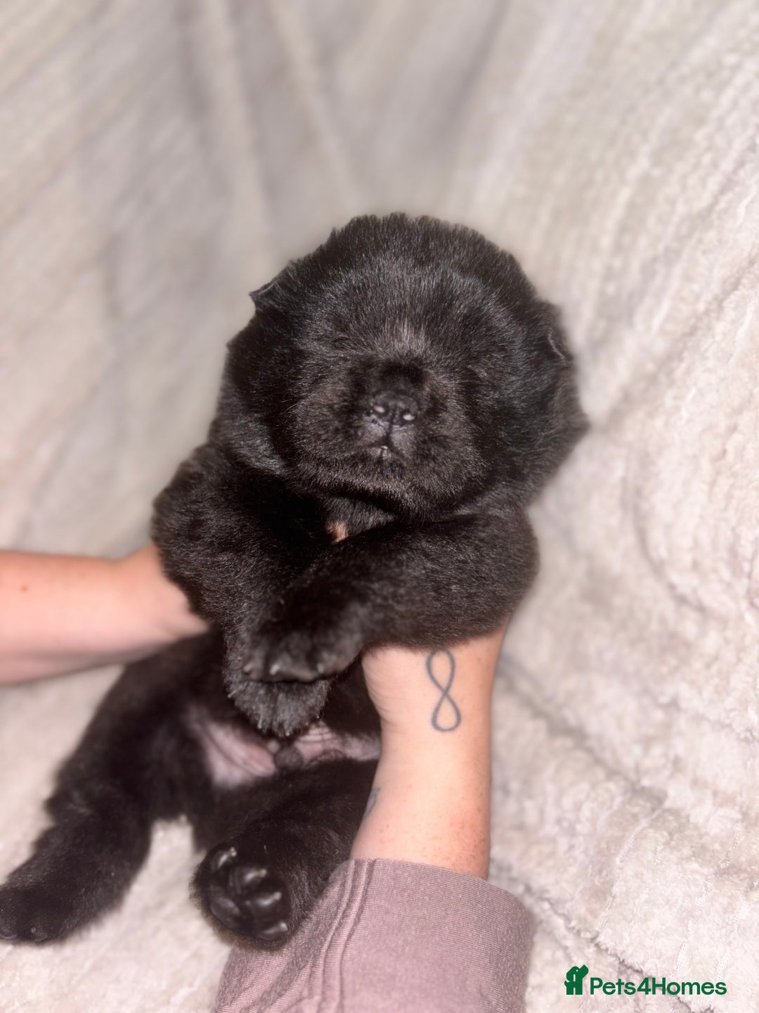 Chow Chow dogs for sale: Merle Chow Chow Pups 🐻 - Image 8