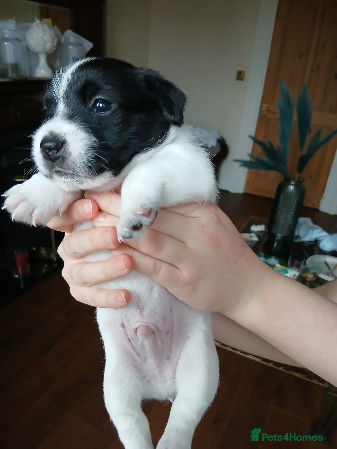 Mixed Breed dogs for sale: 2 lovely Jack Russell 7 week male pups for sale - Advert 9