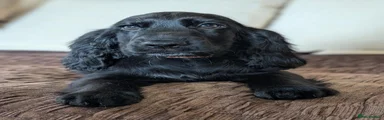 Brown Collar