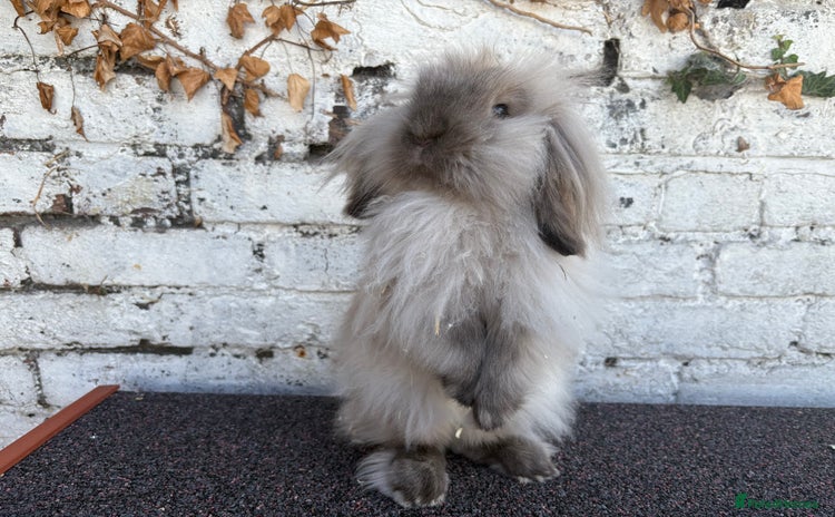 Mini Lion Lop rabbits - Advert 3