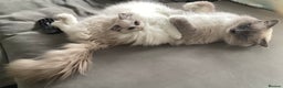 Ragdoll cats for stud: G.Champion✅GCCF/TICA Reg✅FIV/FELV/DNA✅Ragdoll stud in London - Advert 14