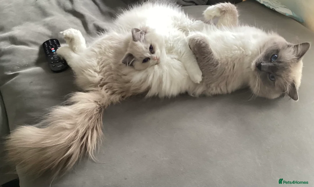 Ragdoll cats for stud: G.Champion✅GCCF/TICA Reg✅FIV/FELV/DNA✅Ragdoll stud in London - Advert 14