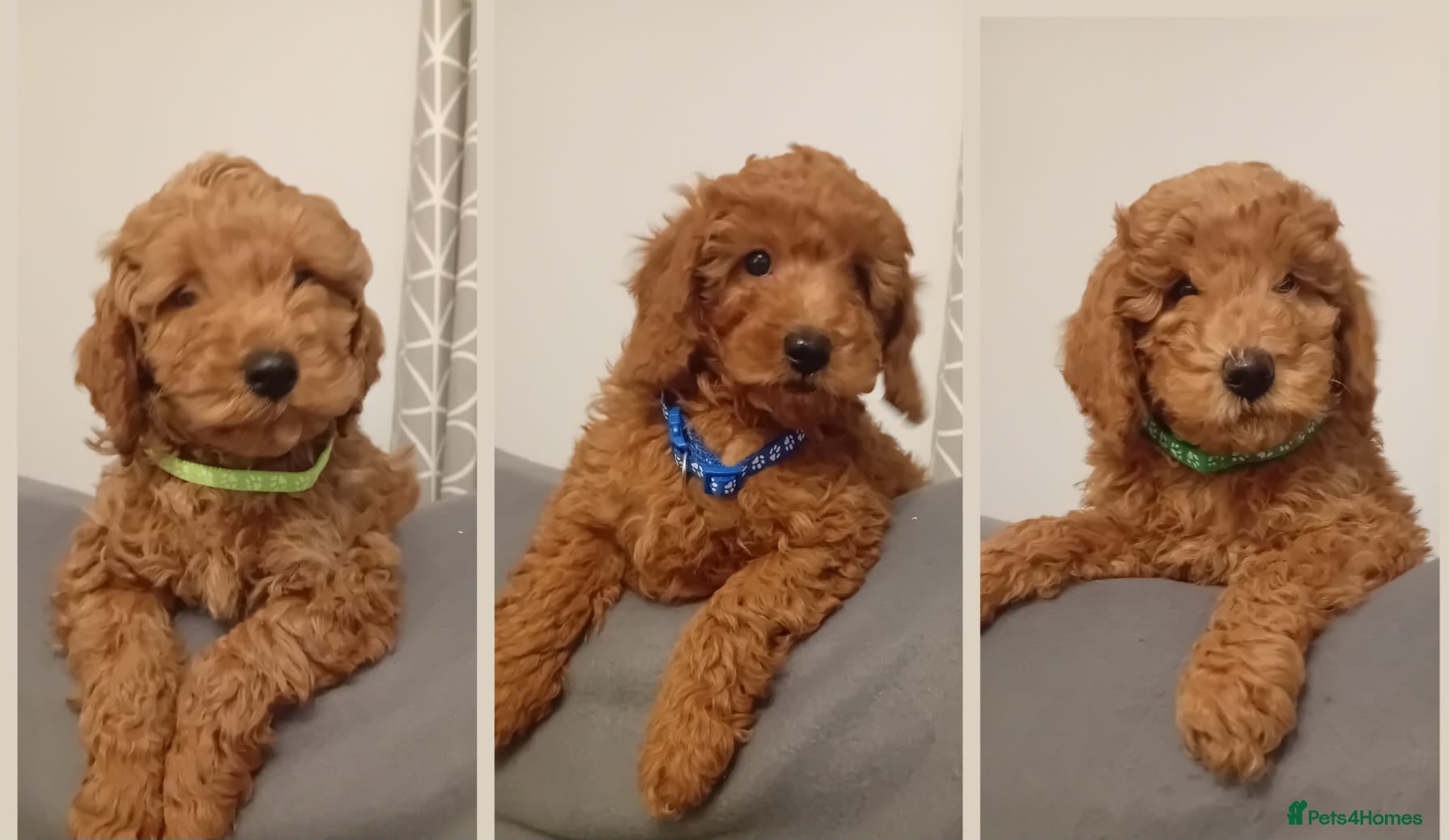 Goldendoodle dogs Goldendoodle puppies - Advert 17