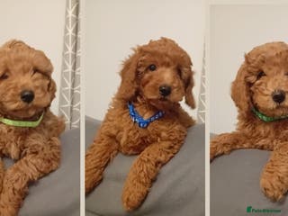 Goldendoodle dogs Goldendoodle puppies - Advert 16