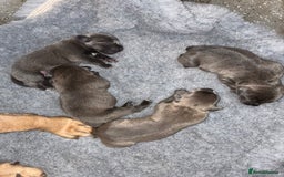 Staffordshire Bull Terrier dogs for sale: Beautiful blue staff puppies for sale  - Image 1
