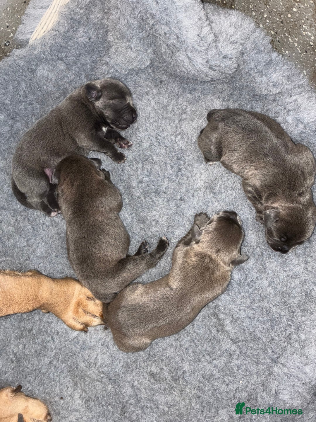 Staffordshire Bull Terrier dogs for sale: Beautiful blue staff puppies for sale  - Image 1