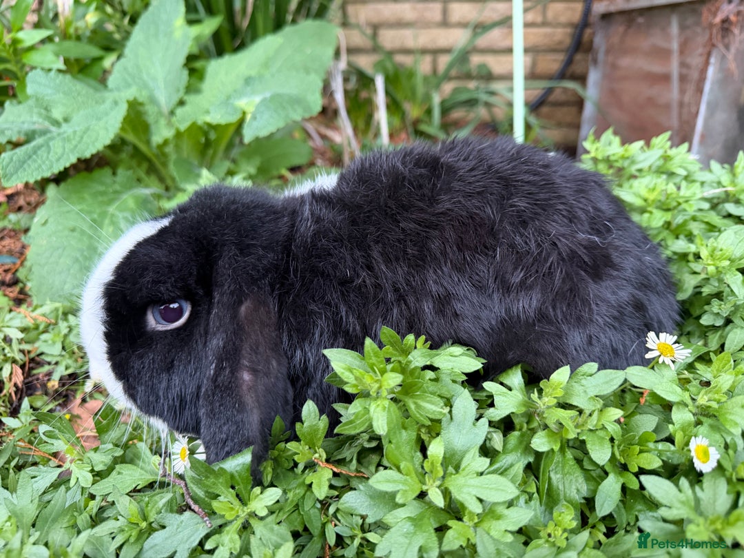 Mini Lop rabbits for sale: Breeding pair of mini lops (can go separately)  - Advert 7
