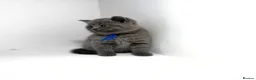 British Shorthair cats for sale: GCCF British short hair boy  - Advert 17