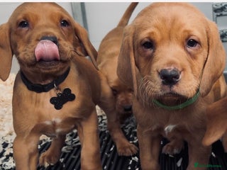 Labrador Retriever dogs - Advert 3