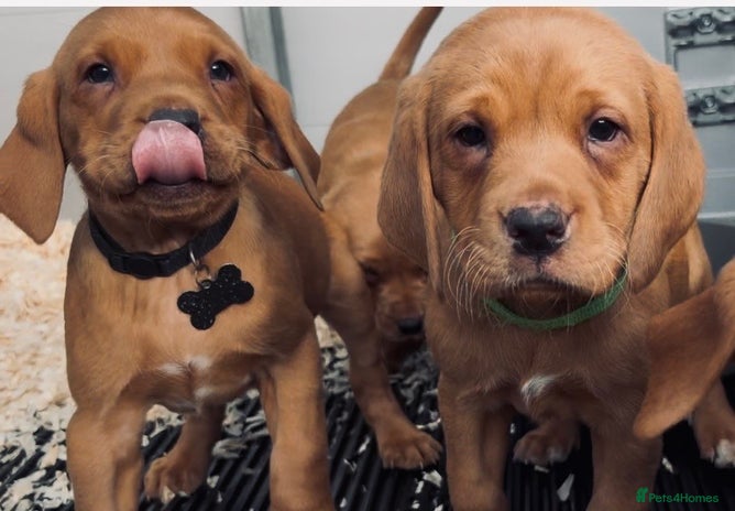 Labrador Retriever dogs - Advert 3
