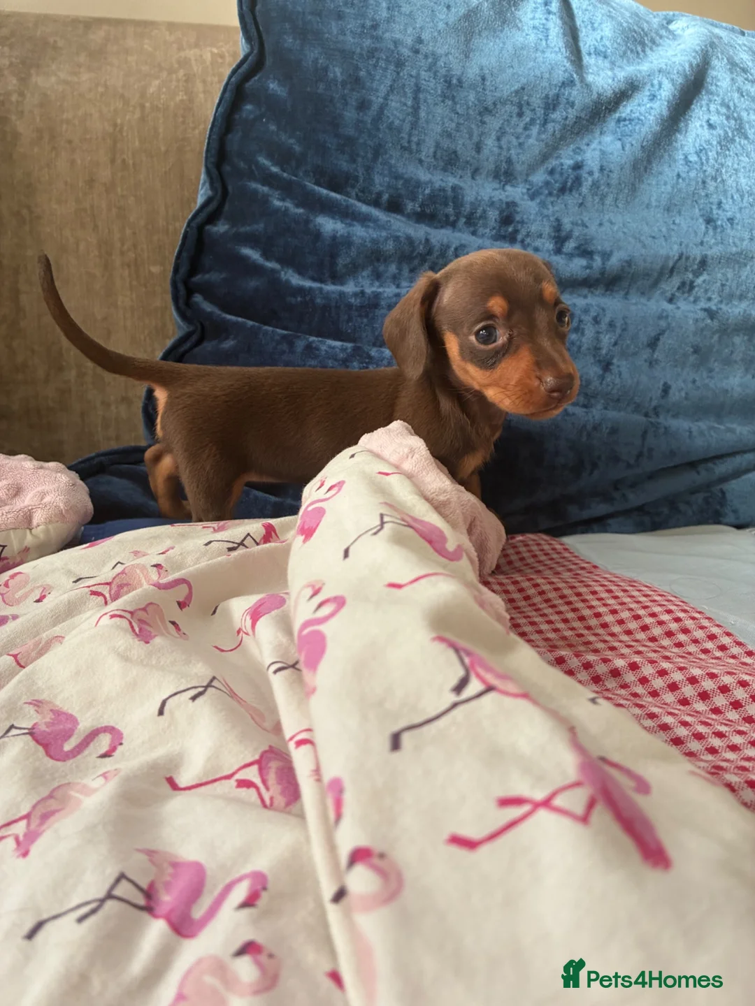 Miniature Dachshund dogs for sale: Beautiful Chocolate and Tan miniature dachshunds - Advert 10