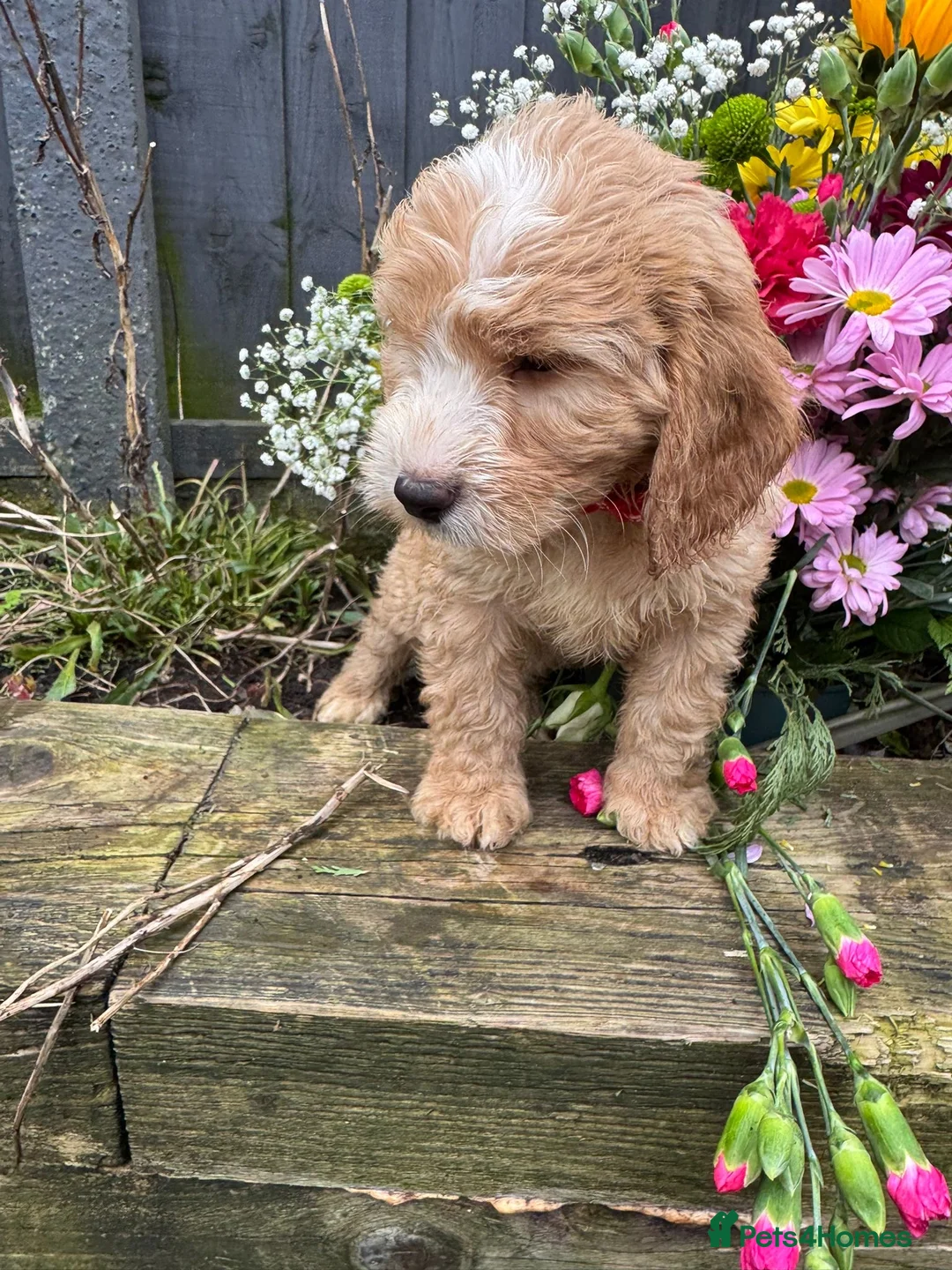 Cockapoo dogs for sale: Cockapoo puppies available  - Advert 2