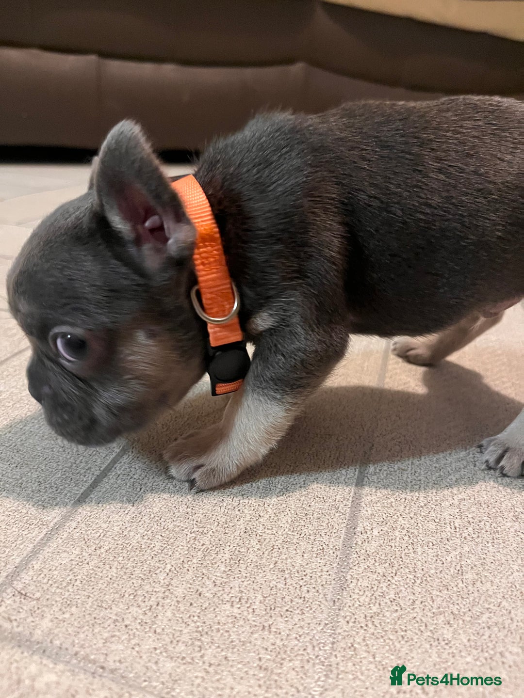 French Bulldog dogs for sale: Cutest frenchies pups  - Advert 20