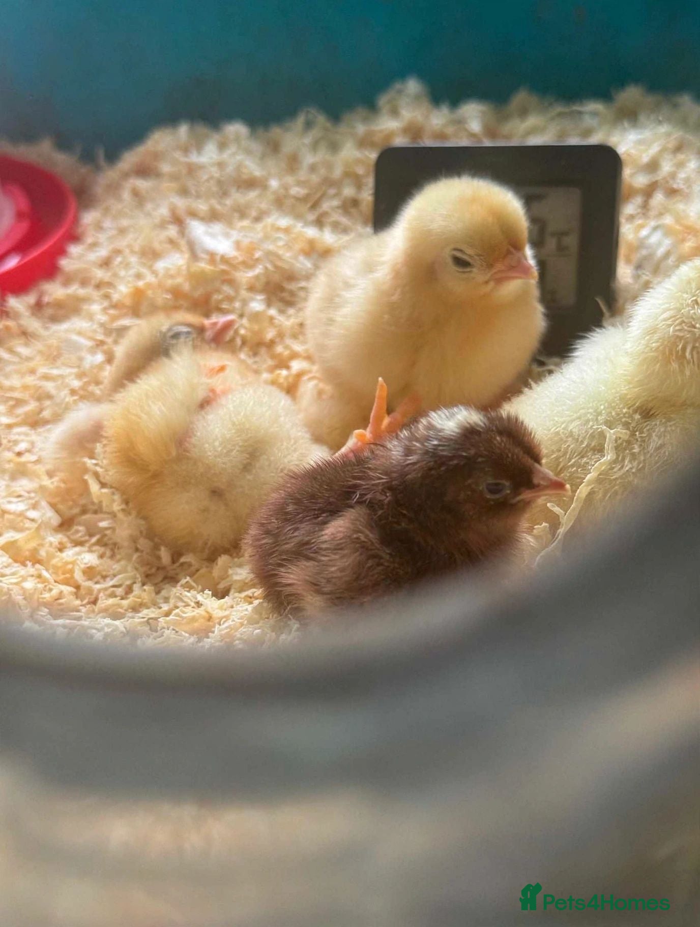 Chickens poultry Bantam chicks  - Advert 2
