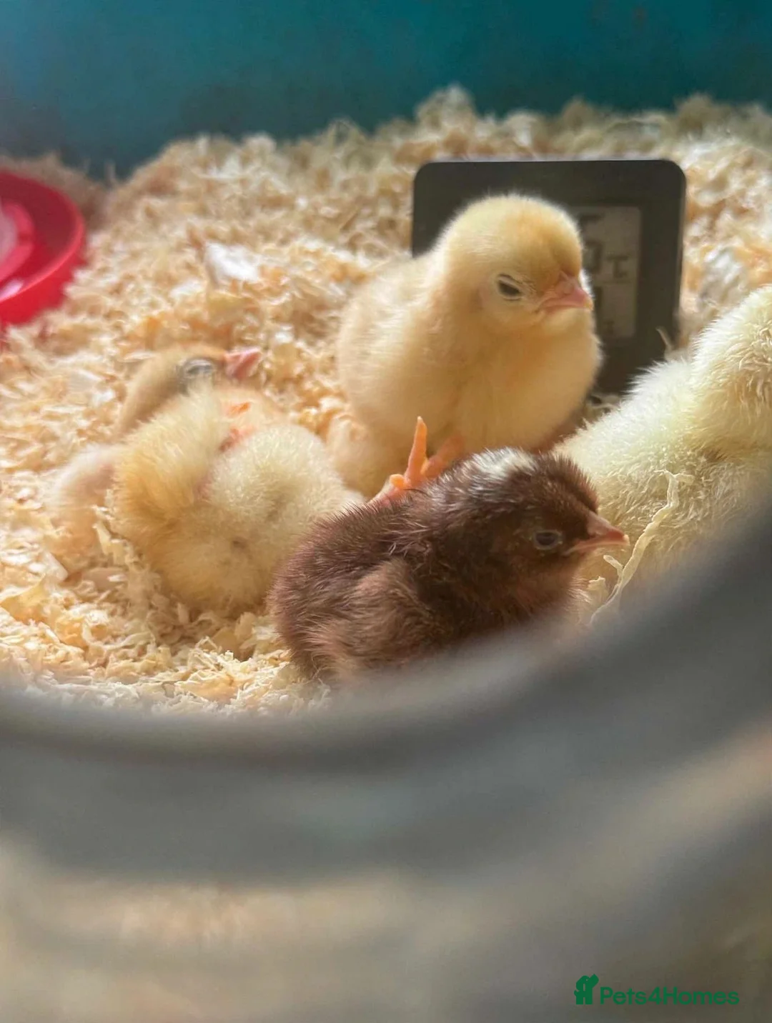Chickens poultry for sale: Bantam chicks  - Advert 2