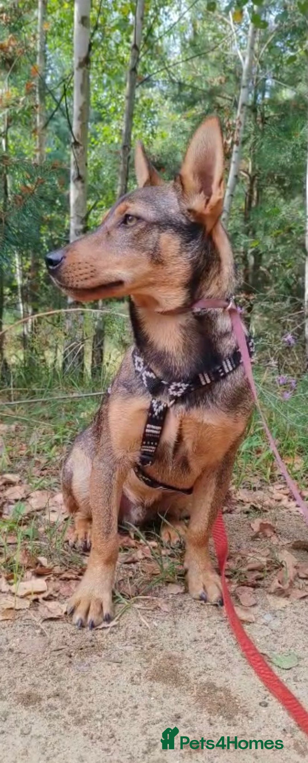 Border Collie dogs for adoption: ZIGGY – Border Collie (Male) - Advert 2