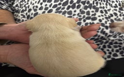 Chihuahua dogs for sale: Puppies chihuahuas 1 boy and 2 little princesses  - Image 33