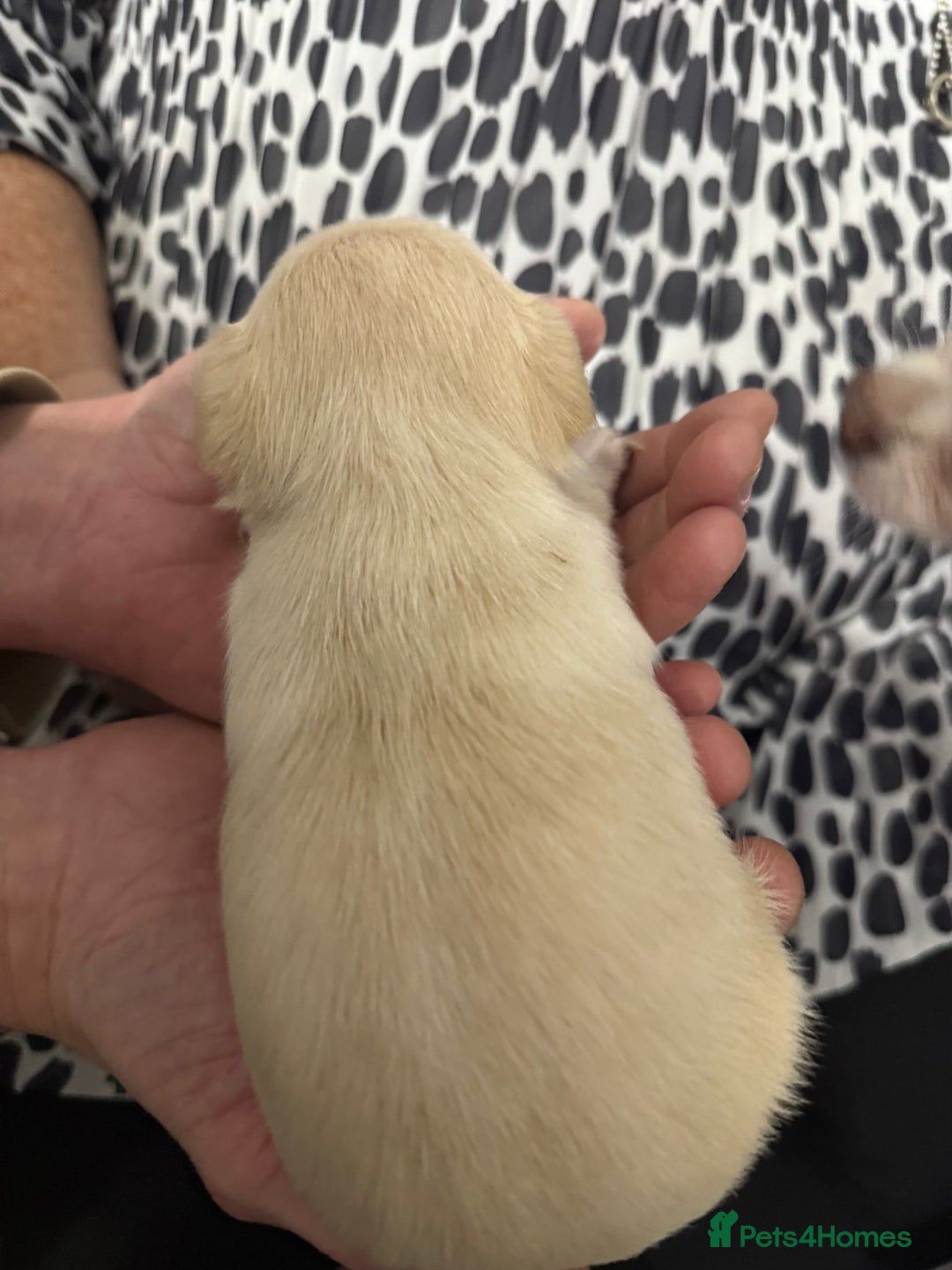 Chihuahua dogs for sale: Puppies chihuahuas 1 boy and 2 little princesses  - Image 33