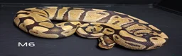Python Snake reptiles for sale: Royal Pythons Male and Females  - Advert 11