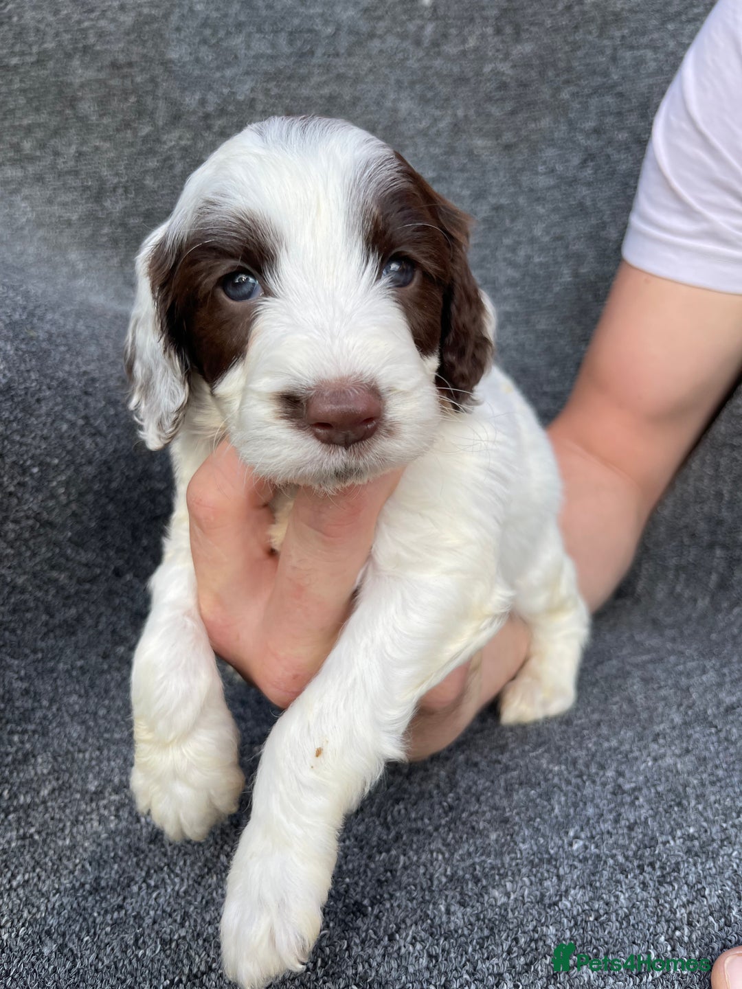 Cockapoo dogs for sale: Adorable Cockerpoo Puppies Ready - Image 35