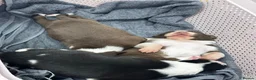 Border Collie dogs for sale: Full Breed Border Collie Puppies in Congleton - Advert 3