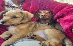 Mixed Breed dogs for sale: One little boy left - Advert 4