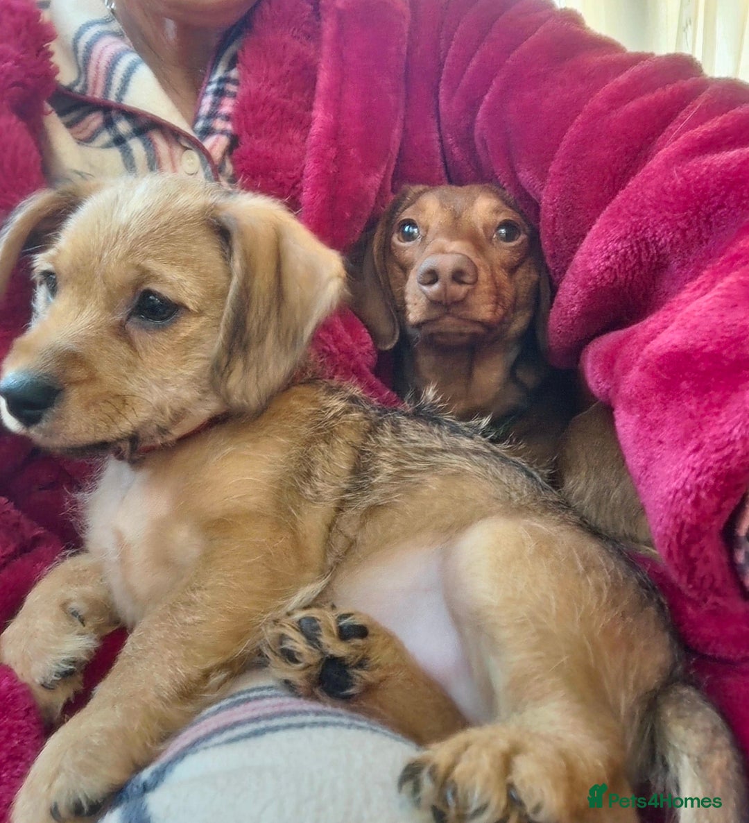 Mixed Breed dogs for sale: One little boy left - Advert 4