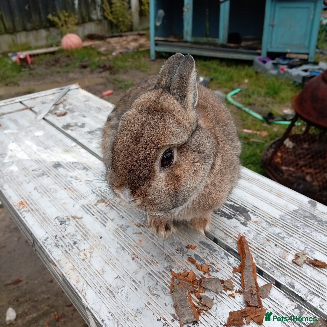 Netherland Dwarf rabbits for sale: Netherland dwarf  - Advert 3