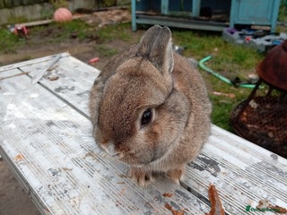 Netherland Dwarf rabbits Netherland dwarf young adults - Advert 3