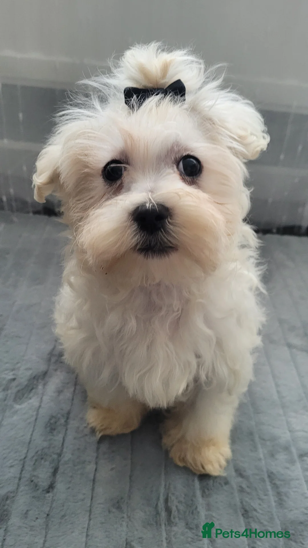 Maltipoo dogs for sale: Olivia M  - Advert 7