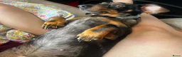 Miniature Dachshund dogs for sale: Female miniature dapple dachshund - Advert 3