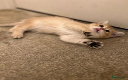 British Shorthair cats for sale: Only two boys left ready to go ❤️ - Image 16