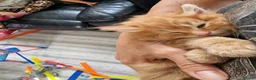 Norwegian Forest Cat cats for sale: Beautiful ginger Norwegian kittens  - Advert 21