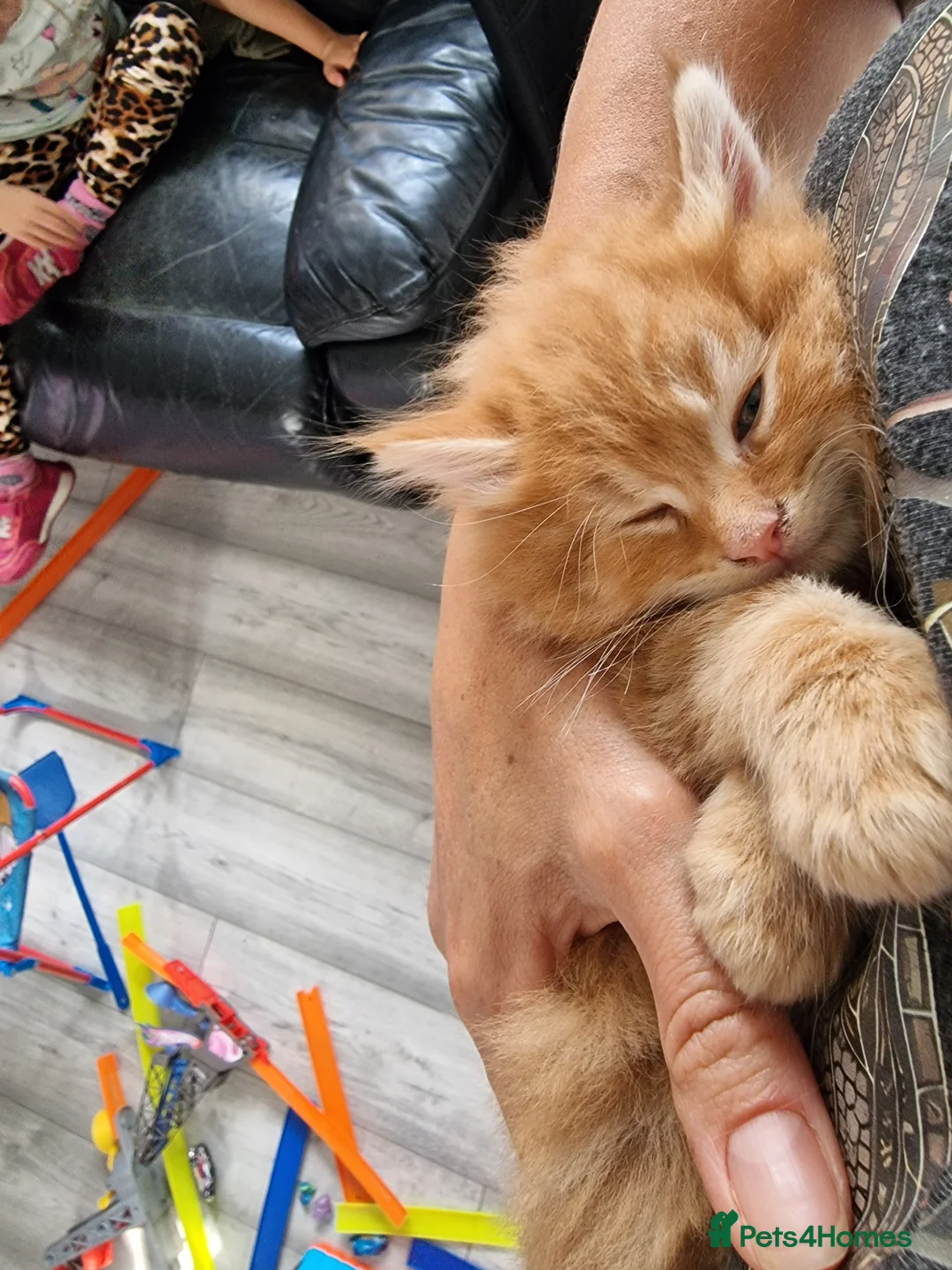 Norwegian Forest Cat cats for sale: Beautiful ginger Norwegian kittens  - Advert 21