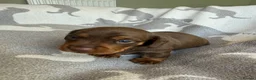 Miniature Dachshund dogs for sale: PERFECT LITTER OF MINIATURE DACHSHUNDS - Advert 12