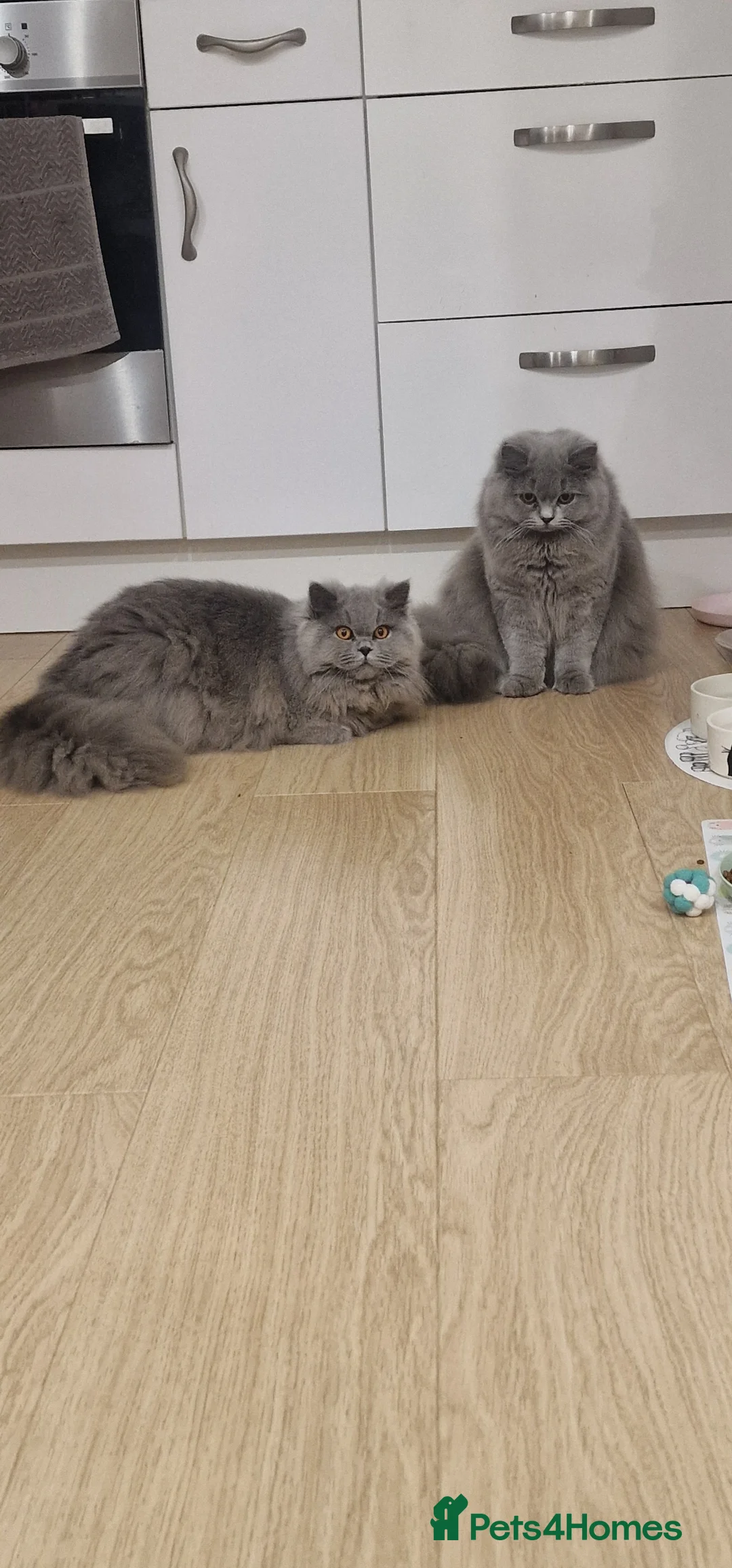 British Longhair cats for sale: Amasing girls 🩷🩷🩷 - Advert 17
