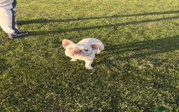 French Bulldog dogs for sale: White male Frenchie  - Image 1