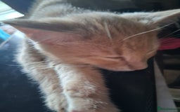 Mixed Breed cats for sale: Charming Cheeky Chunky  Bengal X Kittens. - Image 21