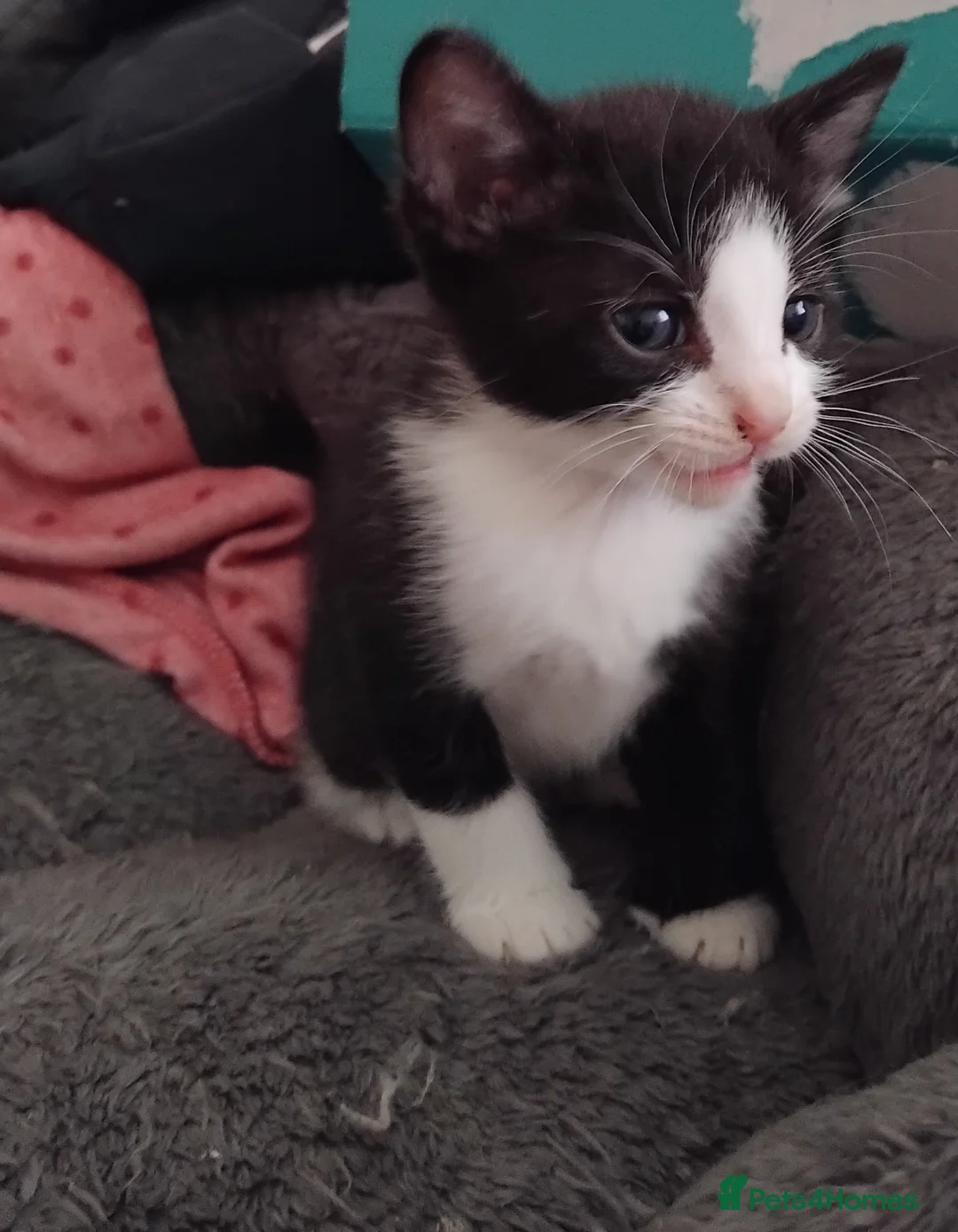 Mixed Breed cats for sale: Kittens for sale - Advert 2