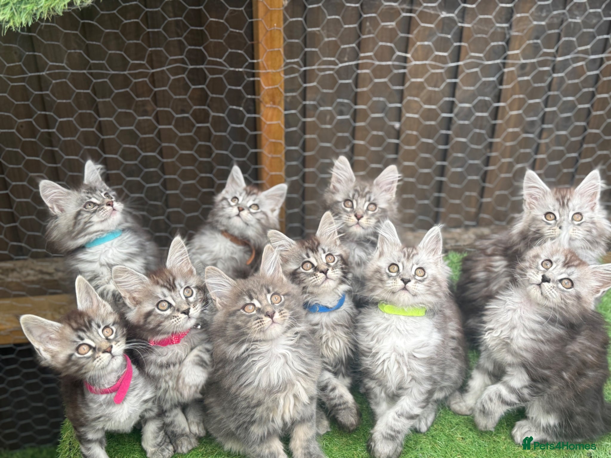 Maine Coon cats Blue smoke kittens from champion blood line - Advert 17