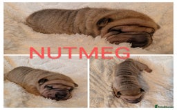 Shar Pei dogs for sale: ONLY 2 LEFT! Beautiful Champion Shar Pei Puppies!  - Image 18