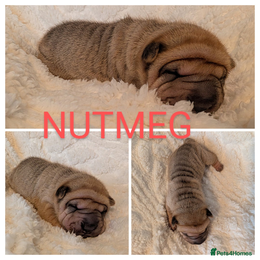 Shar Pei dogs for sale: ONLY 2 LEFT! Beautiful Champion Shar Pei Puppies!  - Image 18
