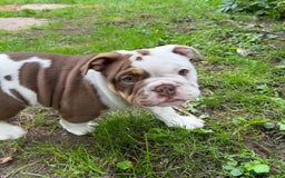 English Bulldog dogs for sale: Here come the Girls - Image 4