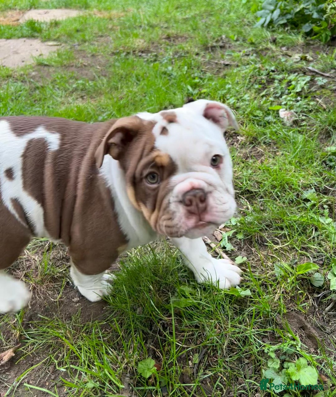 English Bulldog dogs for sale: Here come the Girls - Image 4